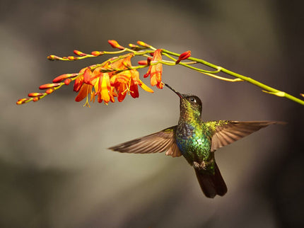 HUMMINGBIRD