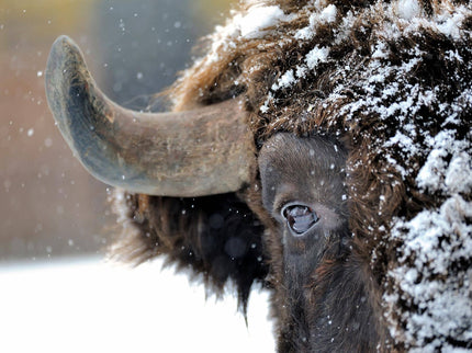 SNOWY BISON