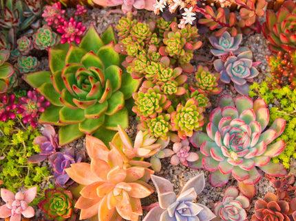 SUCCULENT DREAMS