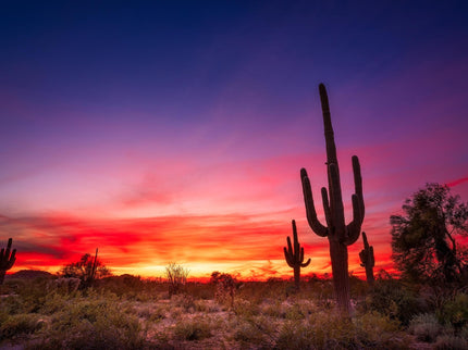 DESERT SKY