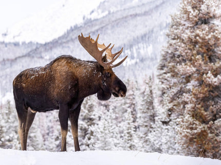 MOOSE IN SNOW